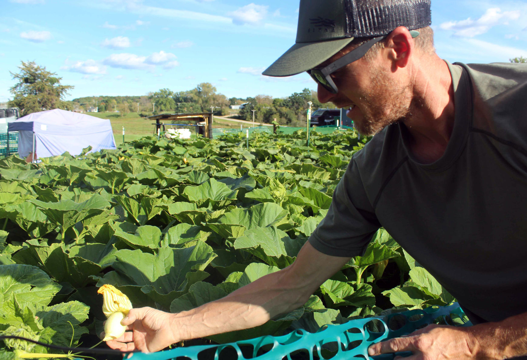 Jim explains pumpkin growing process